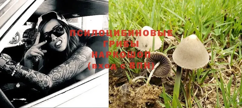 Псилоцибиновые грибы MAGIC MUSHROOMS  Богородицк 